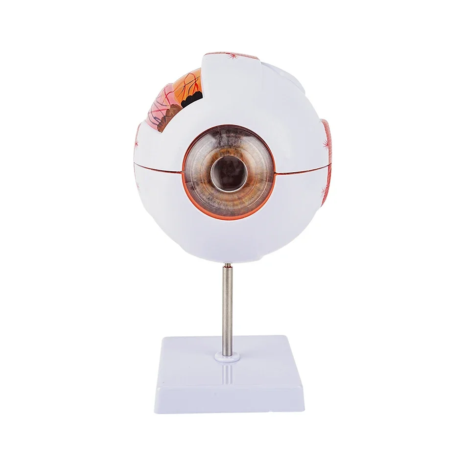 Anatomical Eye Model Eyeball Eyelid Model Disassemble 6 times Enlarged Optic Nerve For Eye Special Teaching eye model
