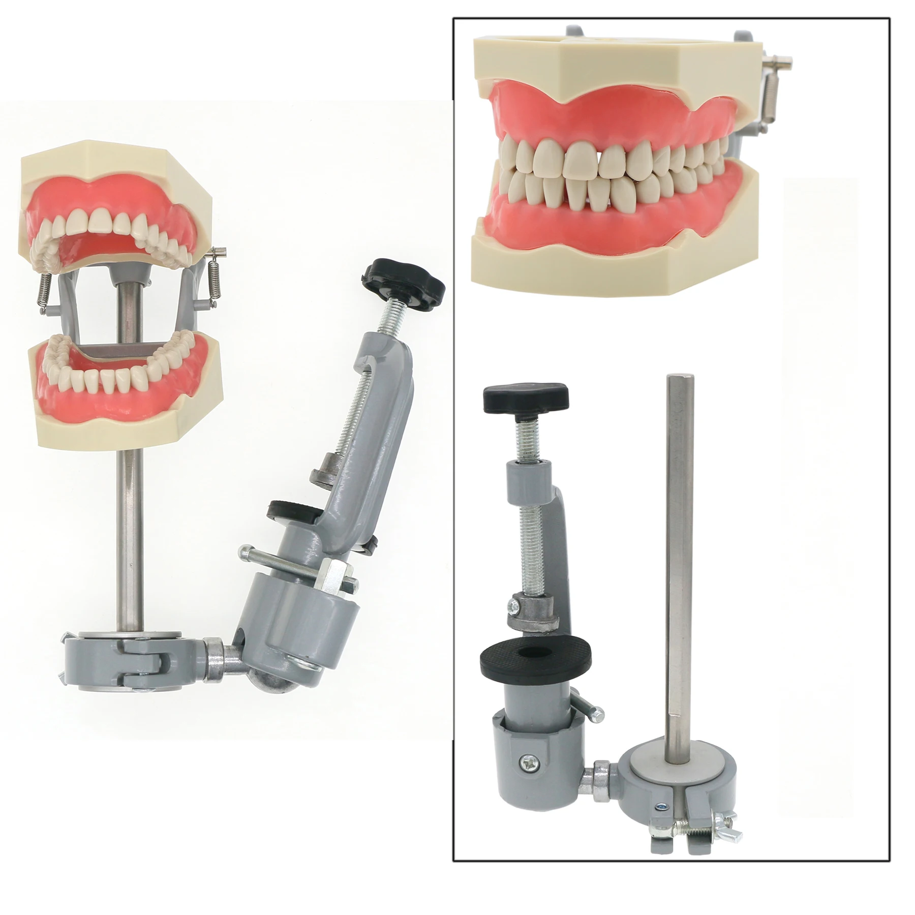 dental-columbia-palo-de-montaje-de-dientes-extraible-dentoform-typodont-modelo-860-32-piezas