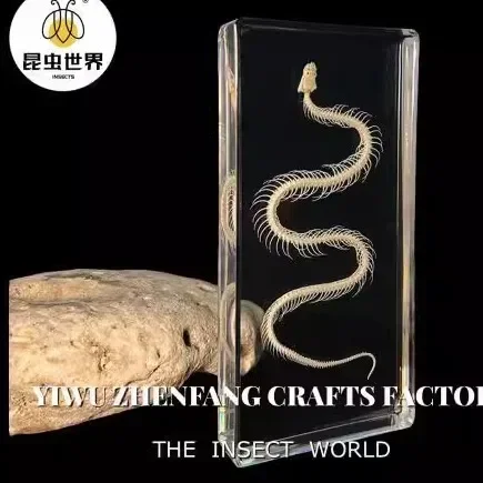 1 Pcs Complete Specimen of Snake Skeleton/ Real Bone/Collection/Garden, Water Tank Decoration Gothic Decor 3