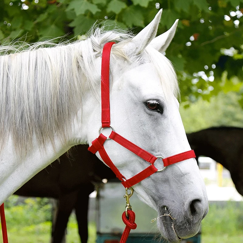 Horse Halter Reins  A bridle to prevent chafing Wear resistant webbing Halter equestrian equipment Horse equipment8218001 5