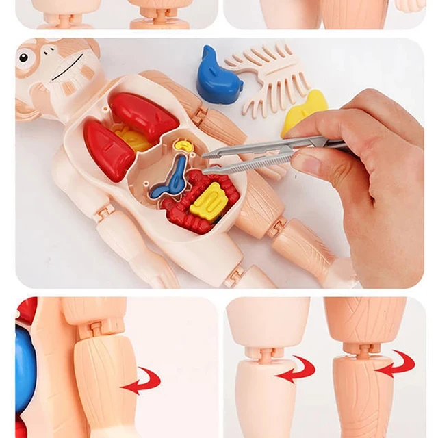 3D Human Torso Body Anatomy Model Toy Human Body Organ Assembly Learning Educational Science Kits Teaching Aids DIY Toy For Kids 4