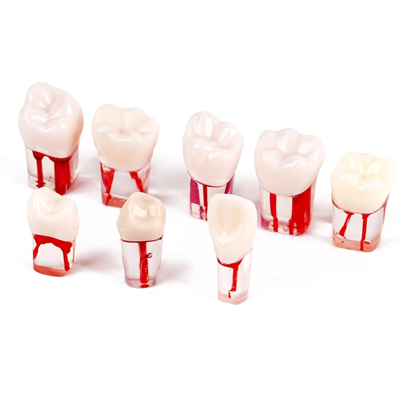 5pcs Dental Teaching Tooth Model Endodontic Root Canal Practice Model Blocks Study Student Training Tool Root Endo RTC Files