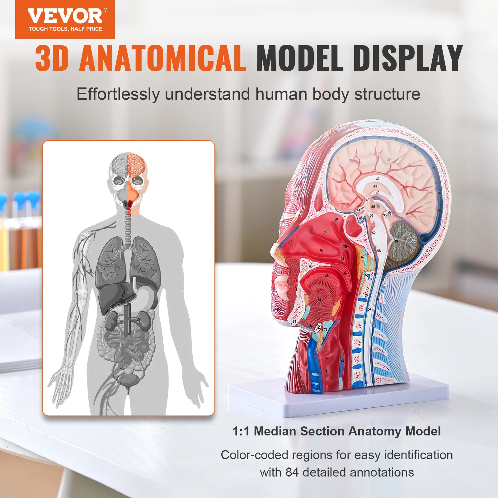 VEVOR Life-Size Skull Model 2