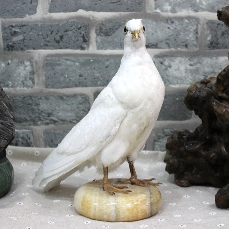  ピジョン 置物 ホワイト 鳩の置物 白 ピジョン タイプ 鳥 えんぎものの置物 とり 動物