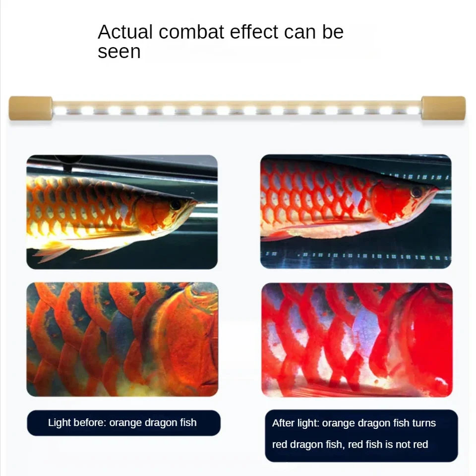 キ*ン様 Arowana Magical Light Series キ*ン様 Arowana Magical Light Series Arowana Special New Upgrade