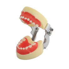 

1pc Dental Education Teeth Model Standard Children Teeth Model M7014/Dental Practice Tooth Model Can Intalled into Manikin