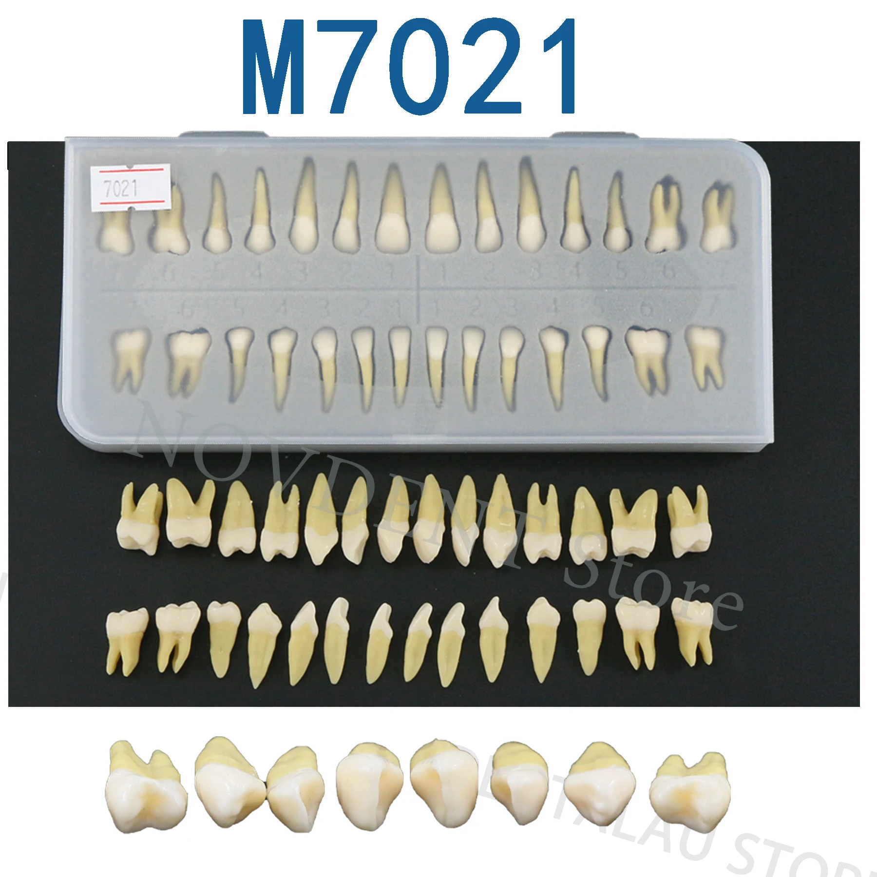 

Модель зубов M7021 для взрослых, модель зубов 1:1, постоянные зубы, 28 шт., демонстрационная модель зубов для обучения