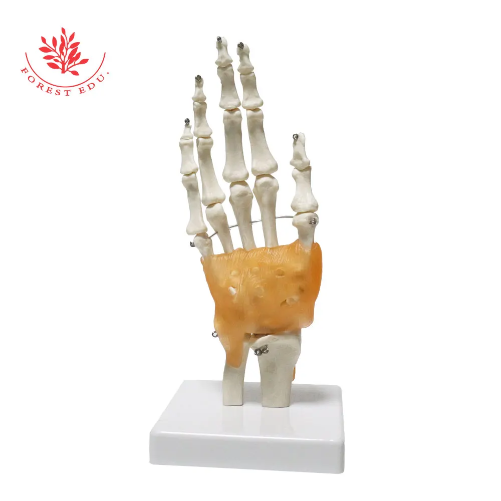 Human Hand Joint Model FRT031 Include Ligaments and Base 1:1 Life Size Patient Education Medical Science