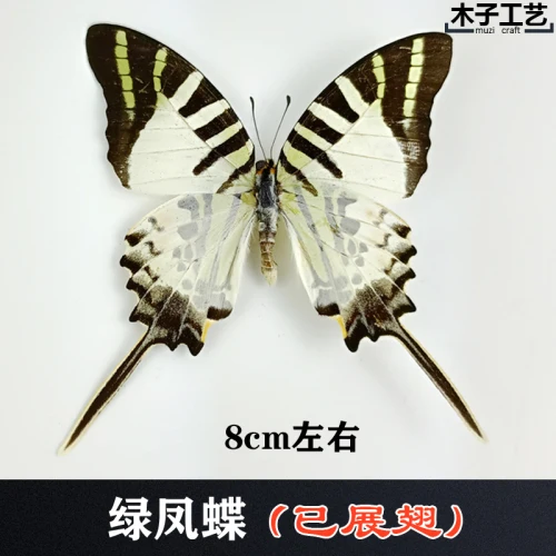 Real Butterfly Specimen Insect Specimen Teaching Specimen DIY Self-sealing Bags Optional Varieties  home accessories 