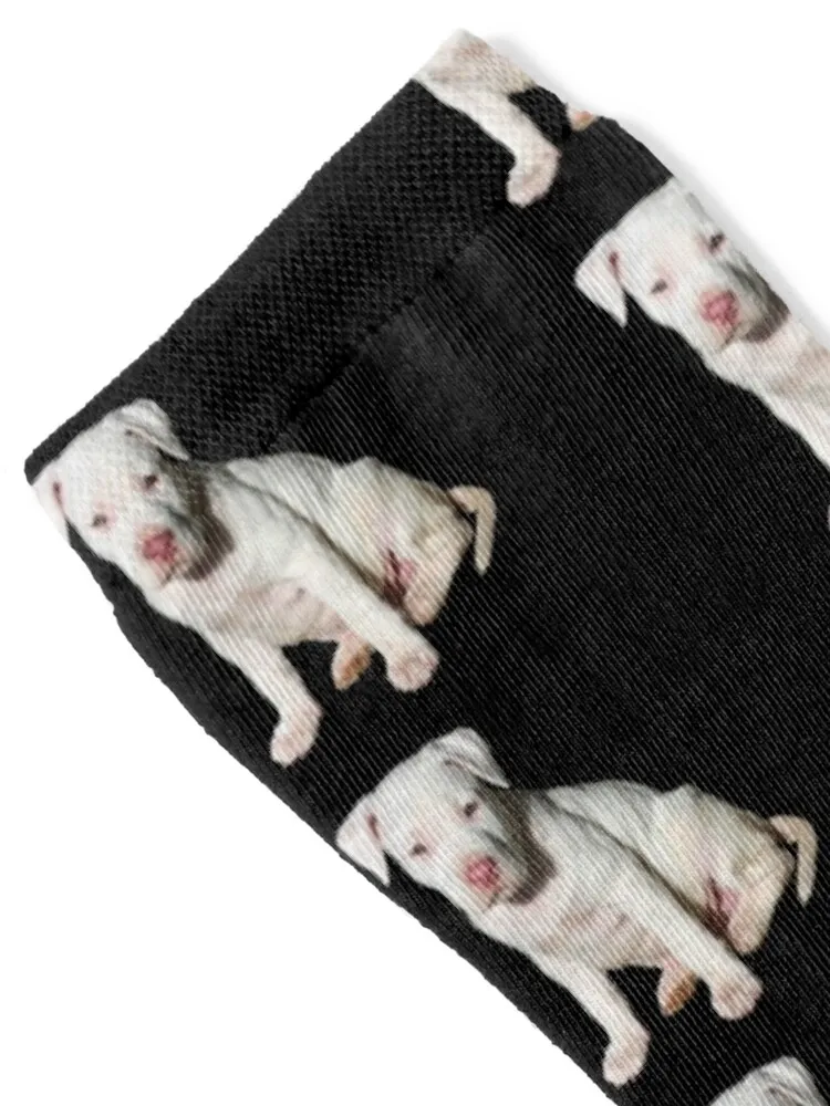 White Pitbull Puppy Socks golf custom socks christmass gift socks designer brand Men Socks Women's