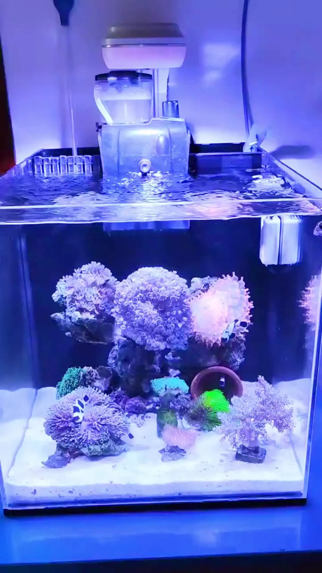 PopBloom RL60 WiFi Aquarium Reef Light 60W, Full Spectrum Marine