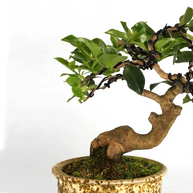 5Rolls Bonsai Edzéshuzal -Készlet Eloxált Alumínium Kezdő Művészek Növények Kerti Könnyű Hajlítás 147 Láb Teljes Barkácsolás Kézműves - Image 6