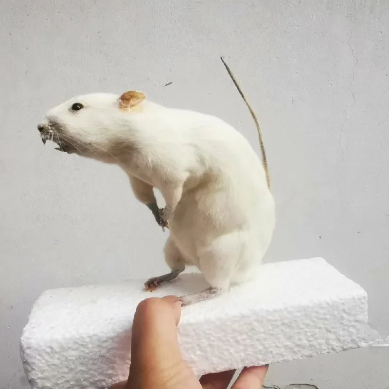 Real Little White Mouse Exhibition of Biology Teaching Specimens for Primary & Secondary Schools In Preschool Education Statue 3