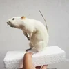 Real Little White Mouse Exhibition of Biology Teaching Specimens for Primary & Secondary Schools In Preschool Education Statue 3