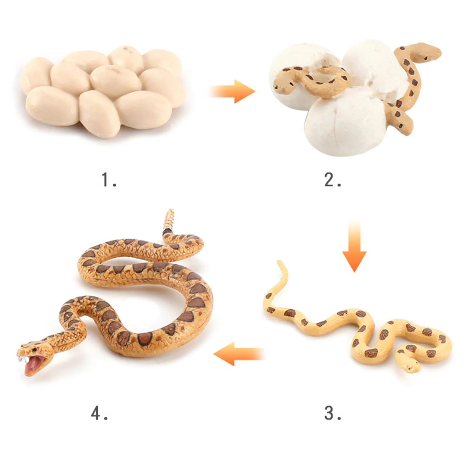 Realistic Rattlesnake Cobras Growth Cycle Model Hand Painted Figurine realistic-rattlesnake-cobras-growth-cycle-model-hand-painted-figurine