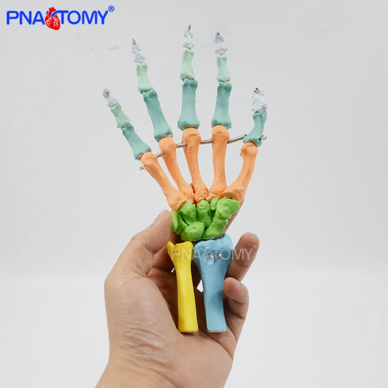 

Colored Human Hand Bone Model Flexible Skeleton Anatomical Tool Medical Teaching Model Educational Equipment Life Size Anatomy