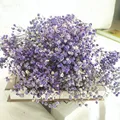 40pcs A Lot Brazilian Star Flower Natural Immortal Dried Flowers