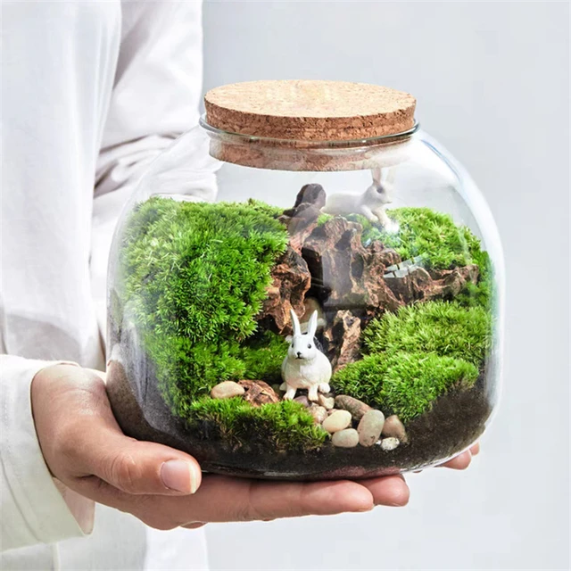 Micro paesaggio muschio bryophite vaso di vetro con sughero fresco verde  muschio bottiglia terrario di vetro creativo contenitore di piante  idroponiche - AliExpress