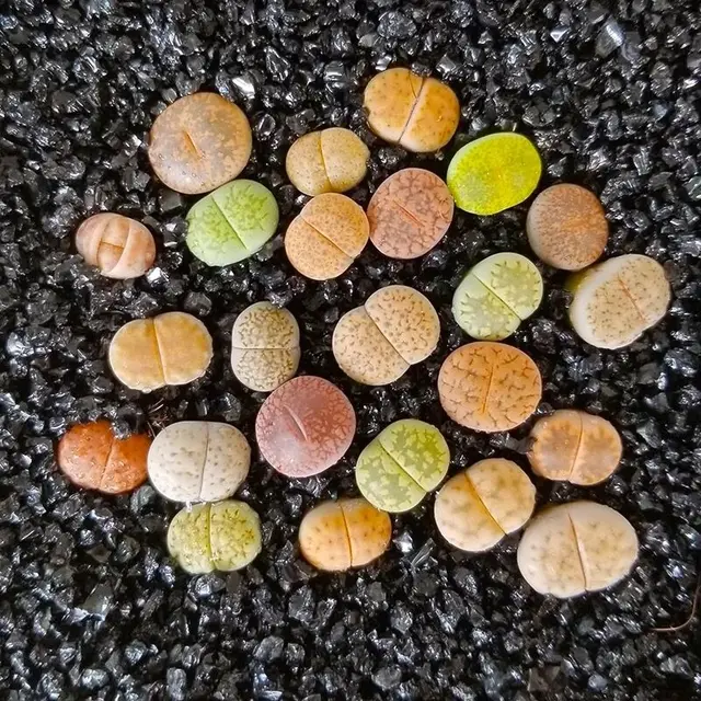 Fekete Arany Homok, Burkoló Kő, Zamatos Részecskék, Nyers Kővirágok, Talaj, Mikro-Földkép - Image 3