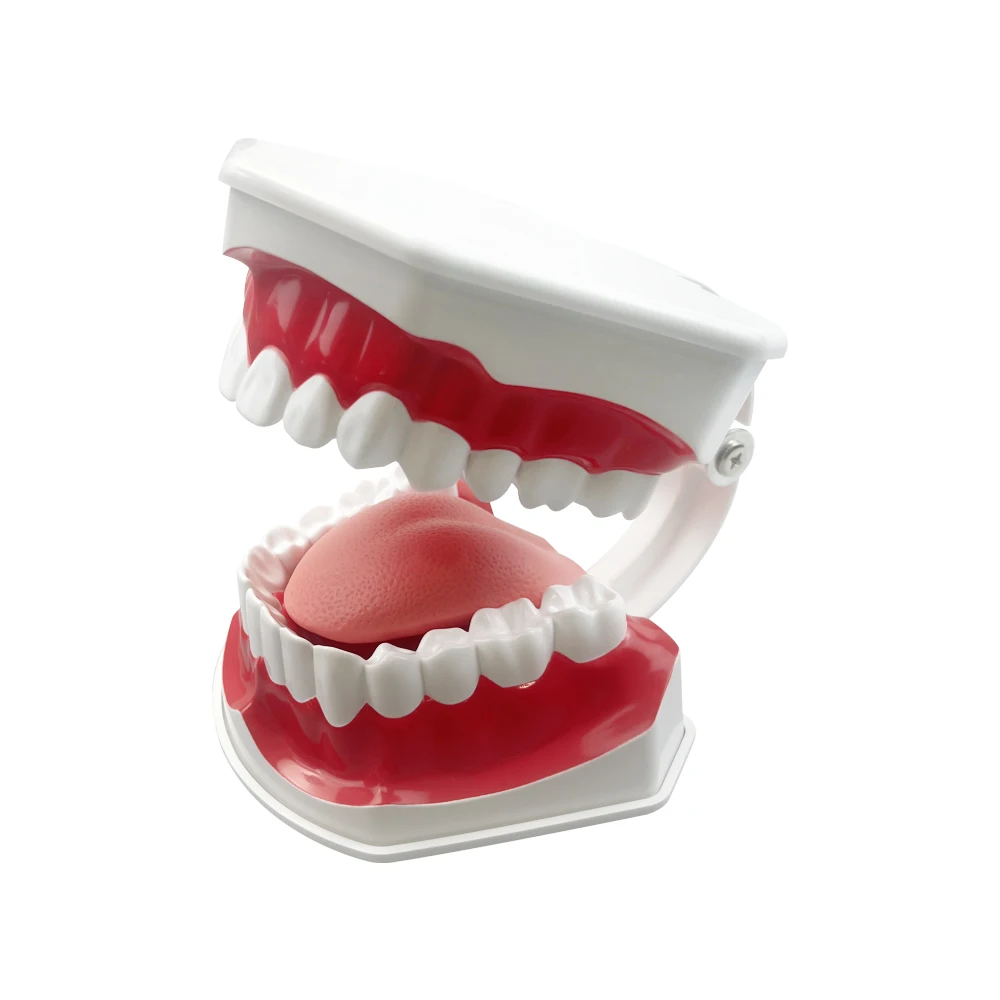 Dental Brushing Technique Demonstration Model with Tools - Oral Education Supplies