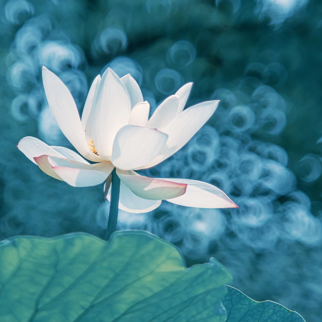 Filtro de Sucção em Forma de Polvo Polvo Ponto de Luz Redondo Soft Flare Volta Variável Costas Magic Lens Sucção Macio Criativo - Image 4