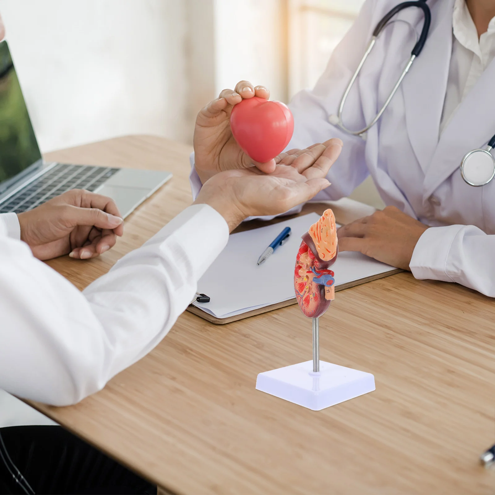 기둥 신장 모델, 간 해부학 생물학 데모, PVC 질병 폐 인간 소품 해부