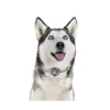 Tracker for Dog 4