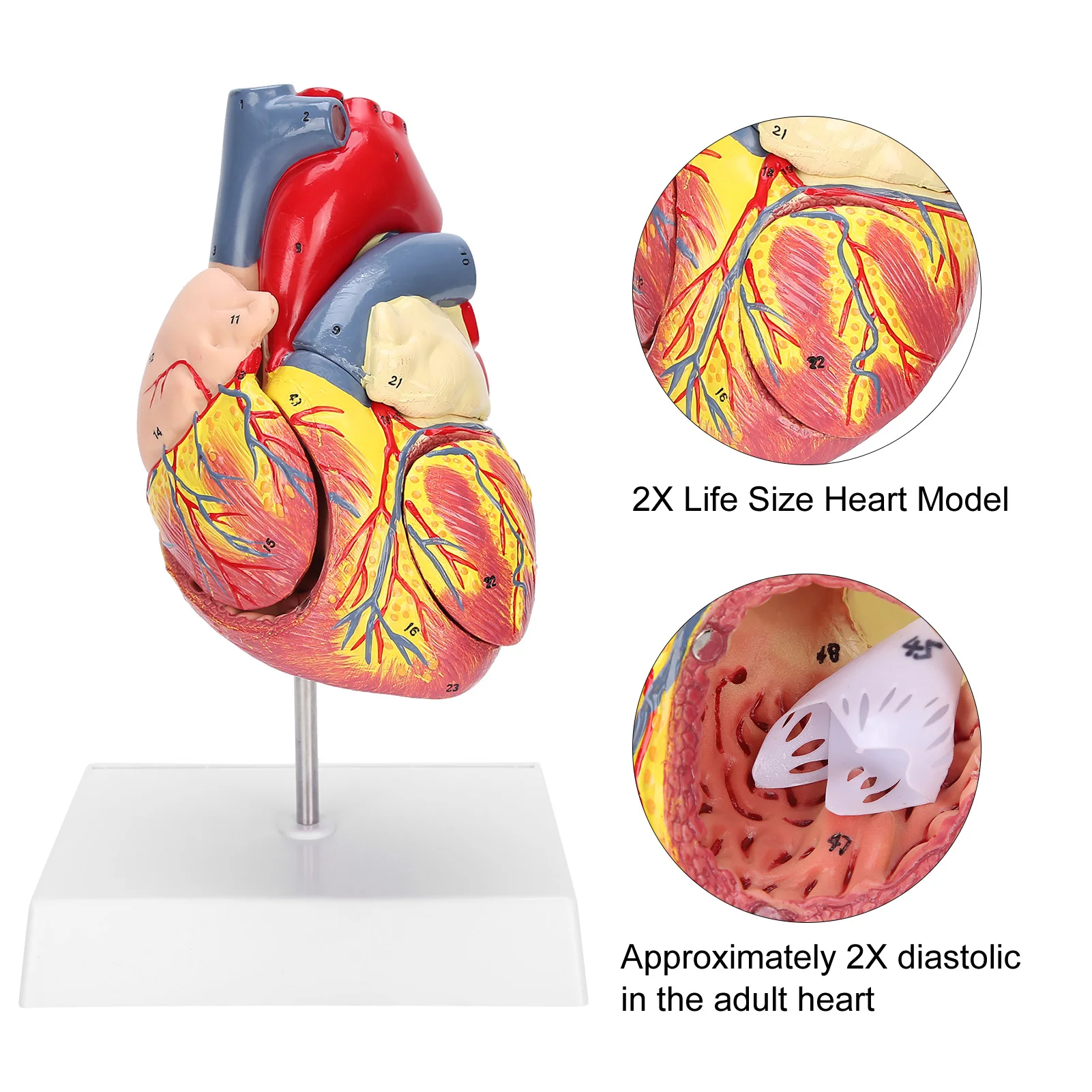 2X Life Size Heart Model Human Heart Teaching Model Simulation Heart Organ Model Heart Model Heart Organ Model Human Heart Model 2