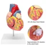 2X Life Size Heart Model Human Heart Teaching Model Simulation Heart Organ Model Heart Model Heart Organ Model Human Heart Model 2