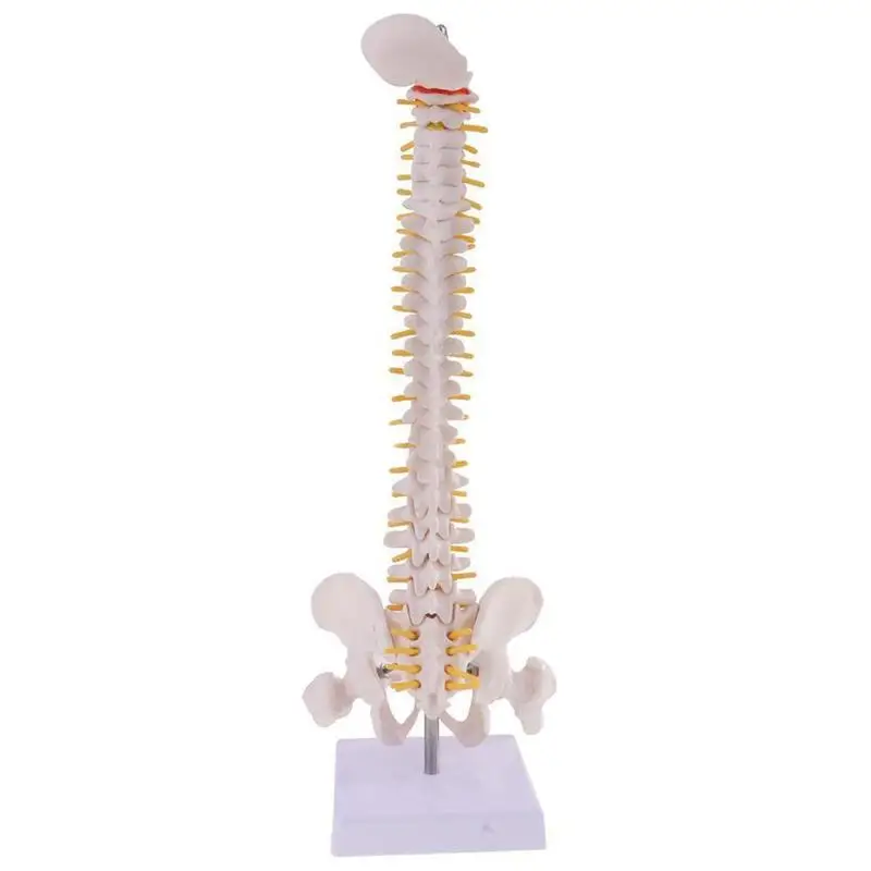 anatomia humana coluna vertebral modelo médico + suporte fexible