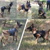 Sd68836f870e04df6aa28df6d7056d71ds.jpg Tactical Military Vest Pet German Shepherd Golden Retriever Tactical Training Dog Harness and Leash Set For All Breeds Dogs