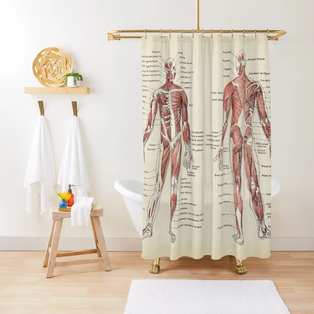 

Anatomy Muscles chart, text in french Shower Curtain Luxury Bathroom Shower Bathtub Curtain