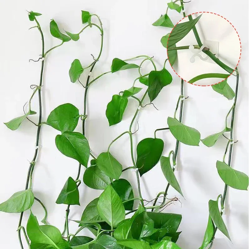 Plant Climbing Wall Fixture Clips Rattan Clamp Fixator Self-Adhesive Vine Buckle Hook Invisible Vine Binding Clip 5-50Pcs