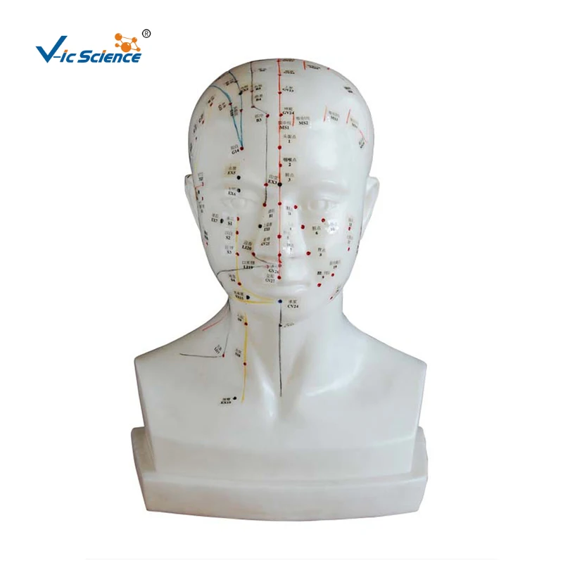 

Medical Advanced Life-size Head Acupuncture Model