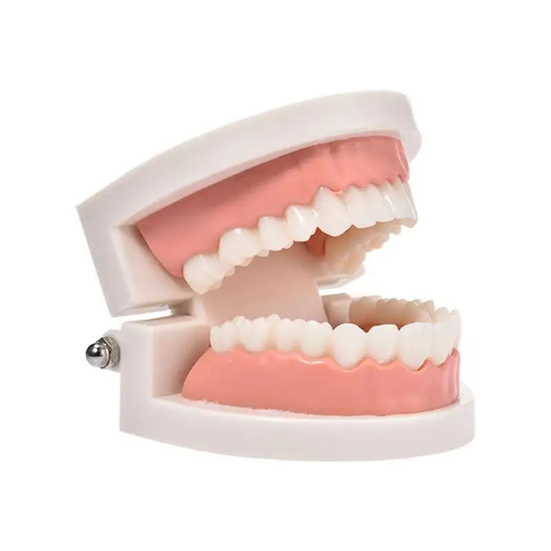

Pro Adult Kid White Teeth Model Standard Dental Teaching Study Typodont Demonstration Oral Medical Education Teeth Model Tool