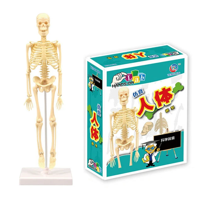 Kids' Educational Science Toy, STEM Game, Montado, Esqueleto do Corpo  Humano, Anatomia Órgãos, Bones Kit, Crianças