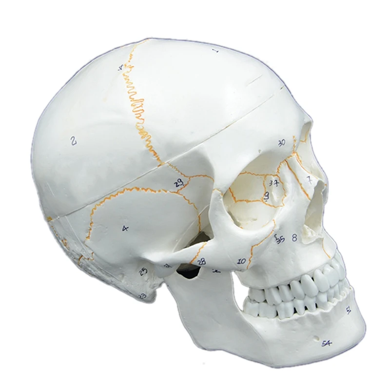 

Size Skull Model Anatomical Anatomy Teaching Skeleton Head Studying Teaching Supplies
