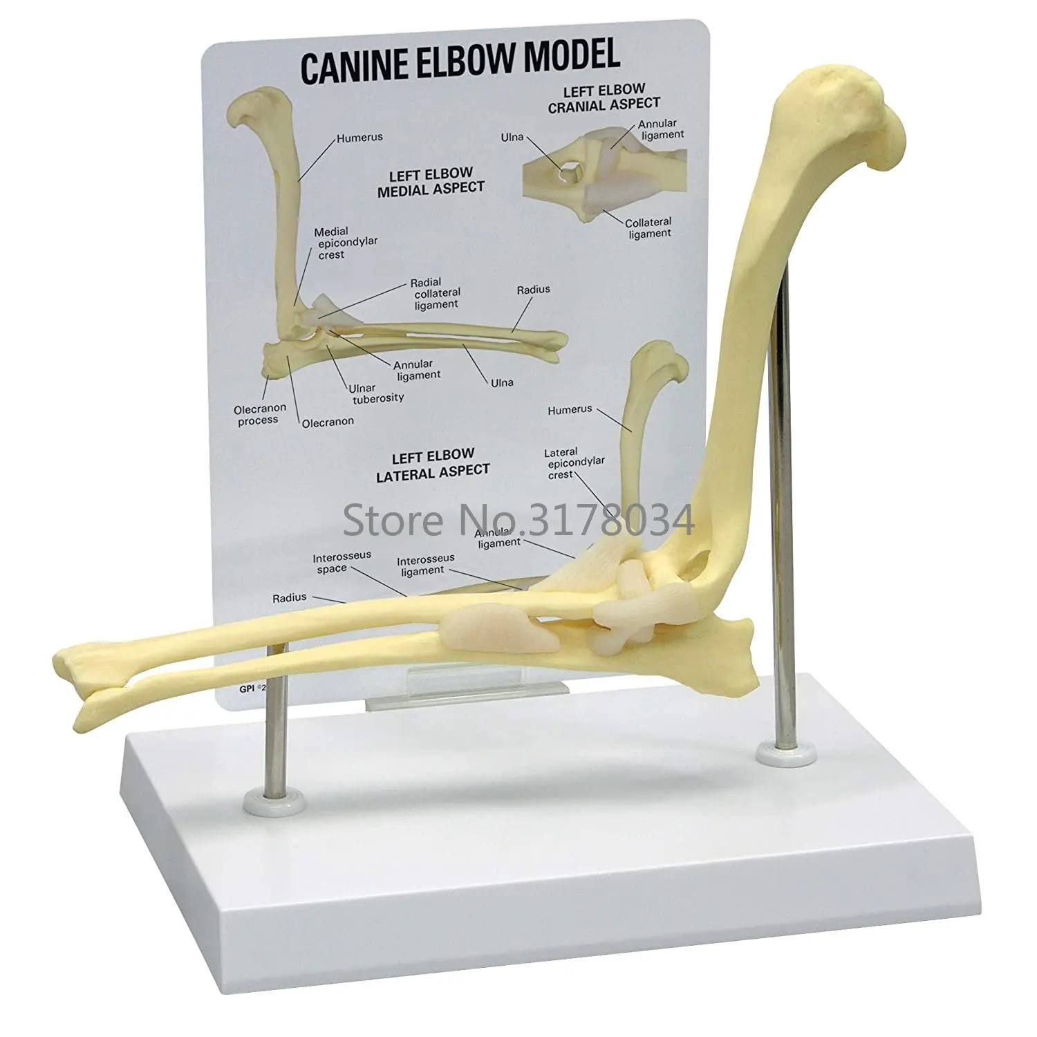 Elbow Joint Model Animal Body Anatomy Replica of Normal Dog Elbow for Veterinary Office Educational Tool Anatomicals