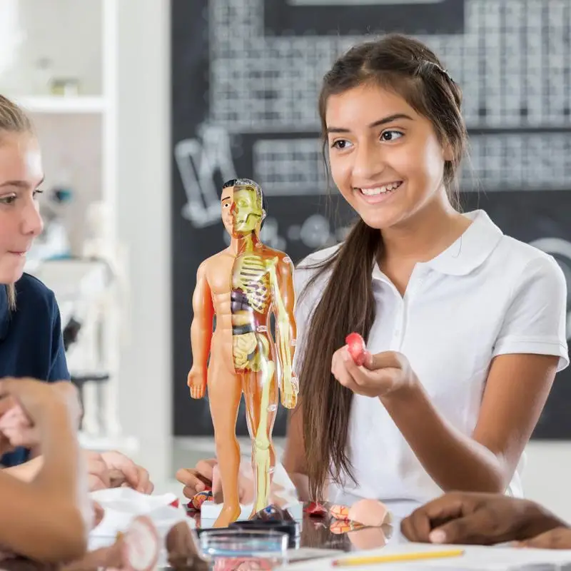 Model ciała ludzkiego Model anatomiczny tułowia dla dzieci 3D zestaw nauka o edukacji zabawek dla studentów medycyny