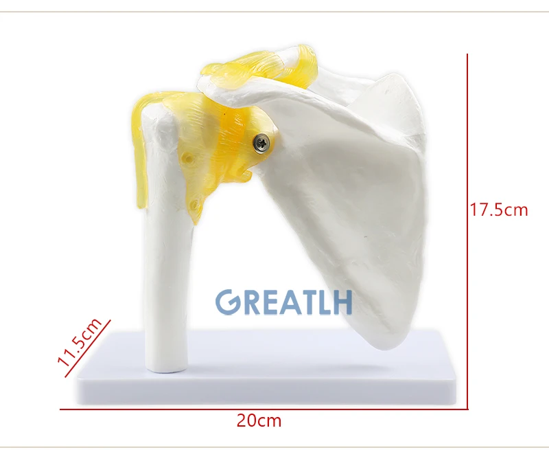 Esqueleto Anatomia Humana Naturalmente Grande Ombro, Ciência