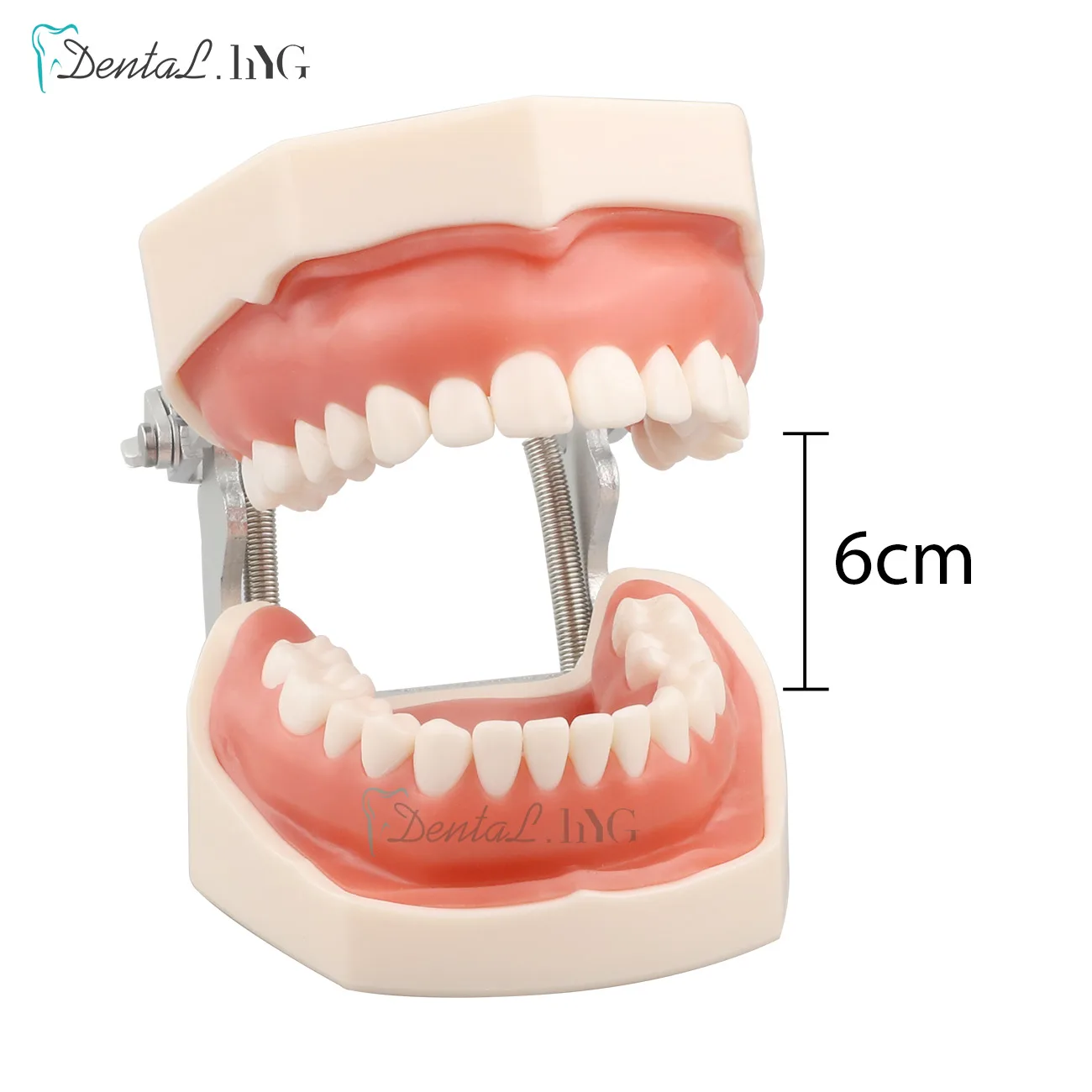 その他 NISSIN DENTAL MODEL Standard Teeth Model (nissin) /Dental Model - Teeth Model