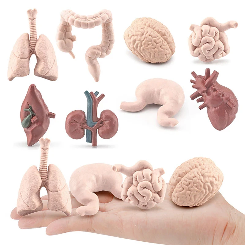 

Stomach Liver Toys Model Torso Game Body Learning Human Educational Simulation for Teaching Tools Heart Children Brain Kidney