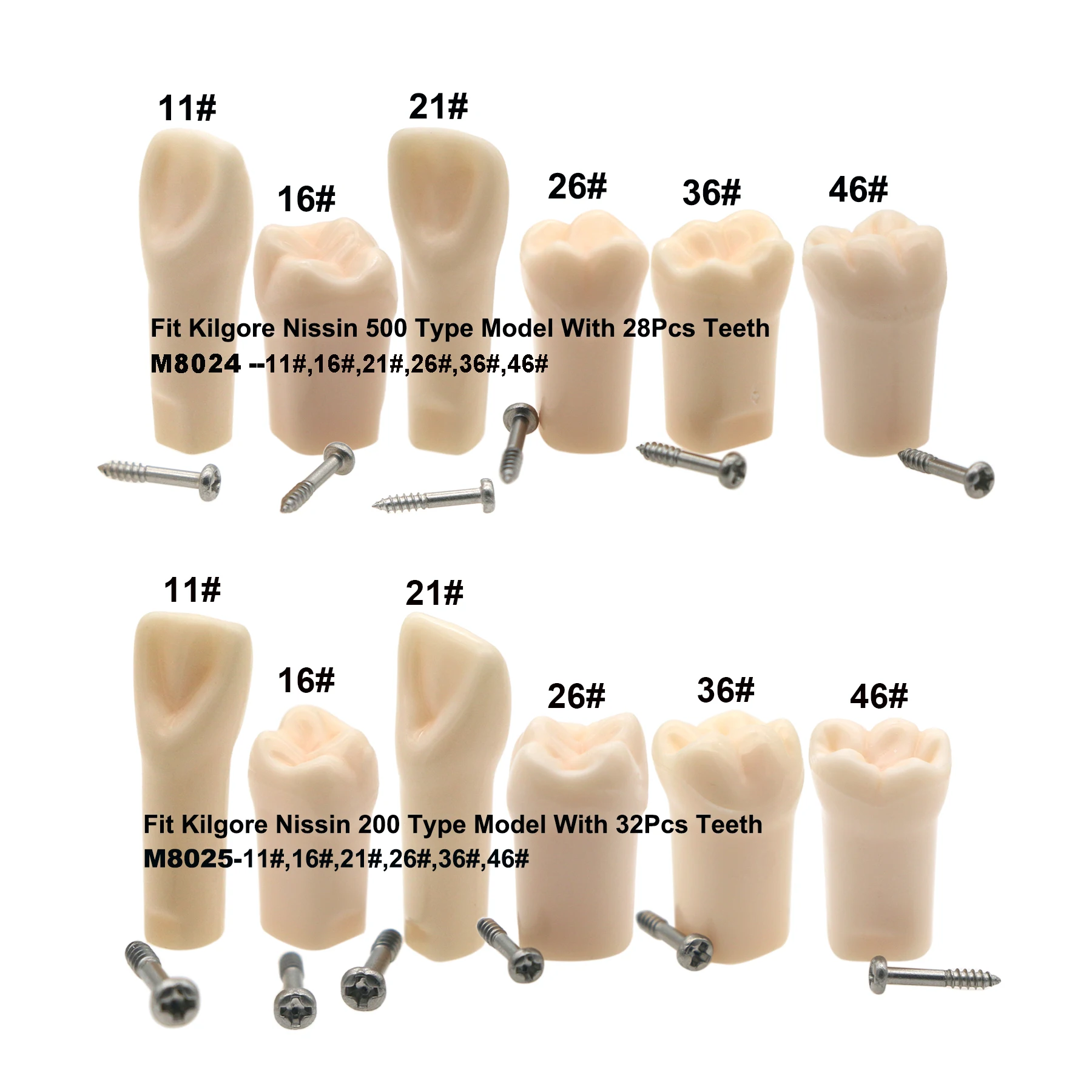 

Kilgore Nissin 200 / 500 Type 6Pcs Dental Standard Practice Screw-in Replacement Teeth Model Typodont 11# 16# 21# 26# 36# 46#