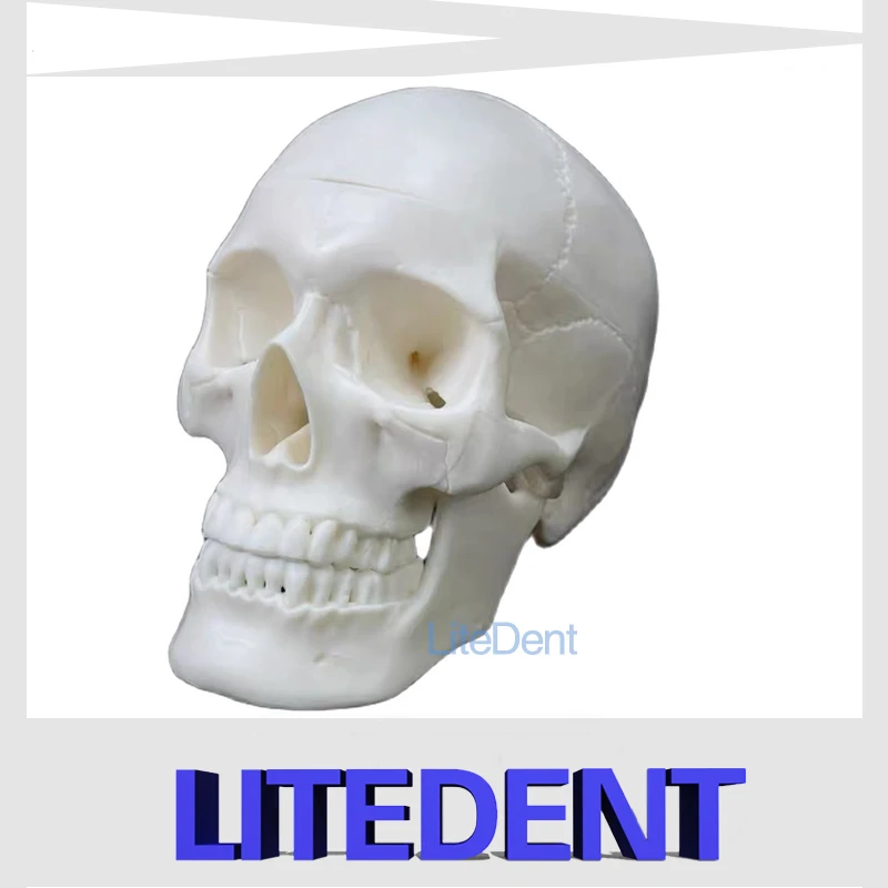 

Medical props model Life Size Human Model Anatomical Anatomy Medical Teaching Skeleton Head Studying Teaching Supplies