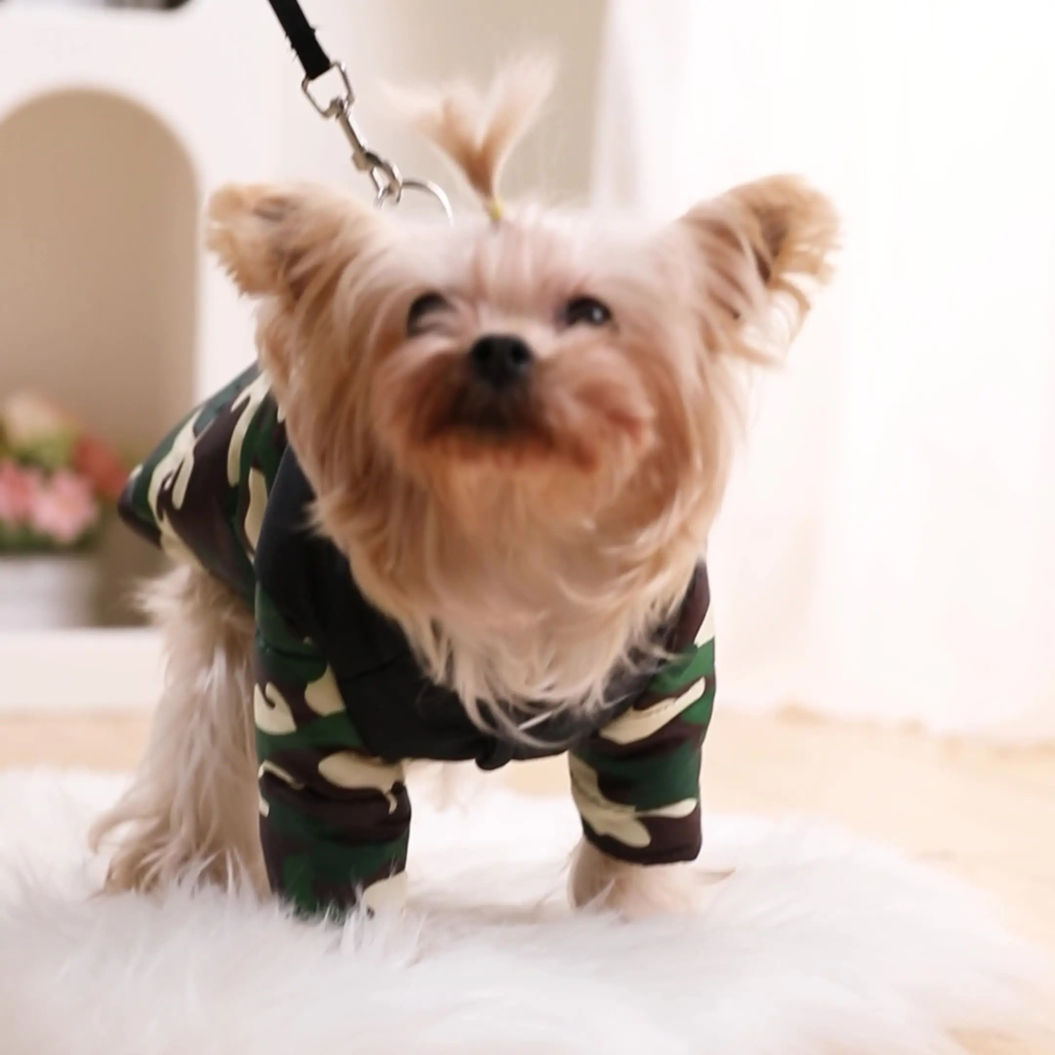 Veste Imperméable Camouflage pour Petit Chien - 2025 - Doglovedesign : Vêtement et accessoires pour chiens