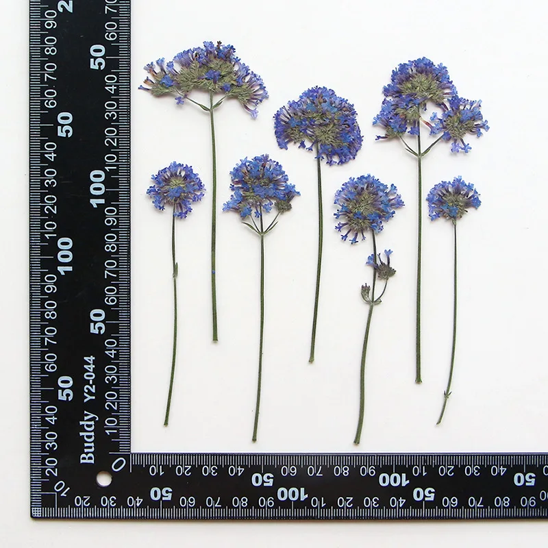 

120pcs Pressed Dried Verbena bonariensis Flower Herbarium For Resin Epoxy Jewelry Card Bookmark Frame Phone Case Makeup Lamp DIY