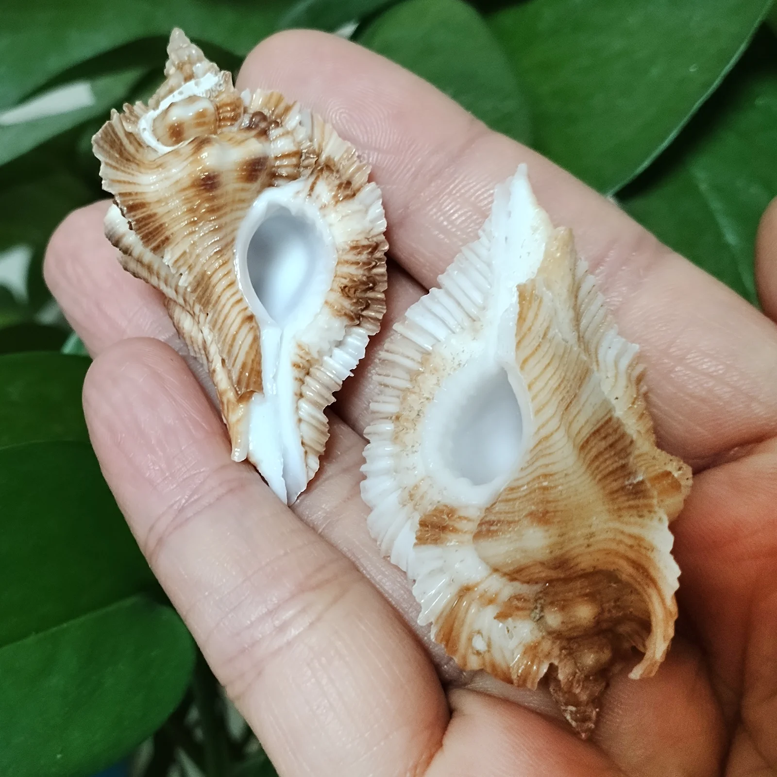 자연 Loebbeck의 Murex 바다 쉘 희귀 Marchia Loebbeckei 표본 컬렉션 해변 웨딩 장식 풍경 선물