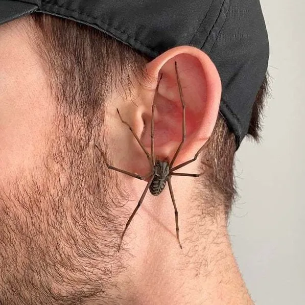 

1 шт. модный персональный новый тренд гигантского паука Earrin для Хэллоуин
