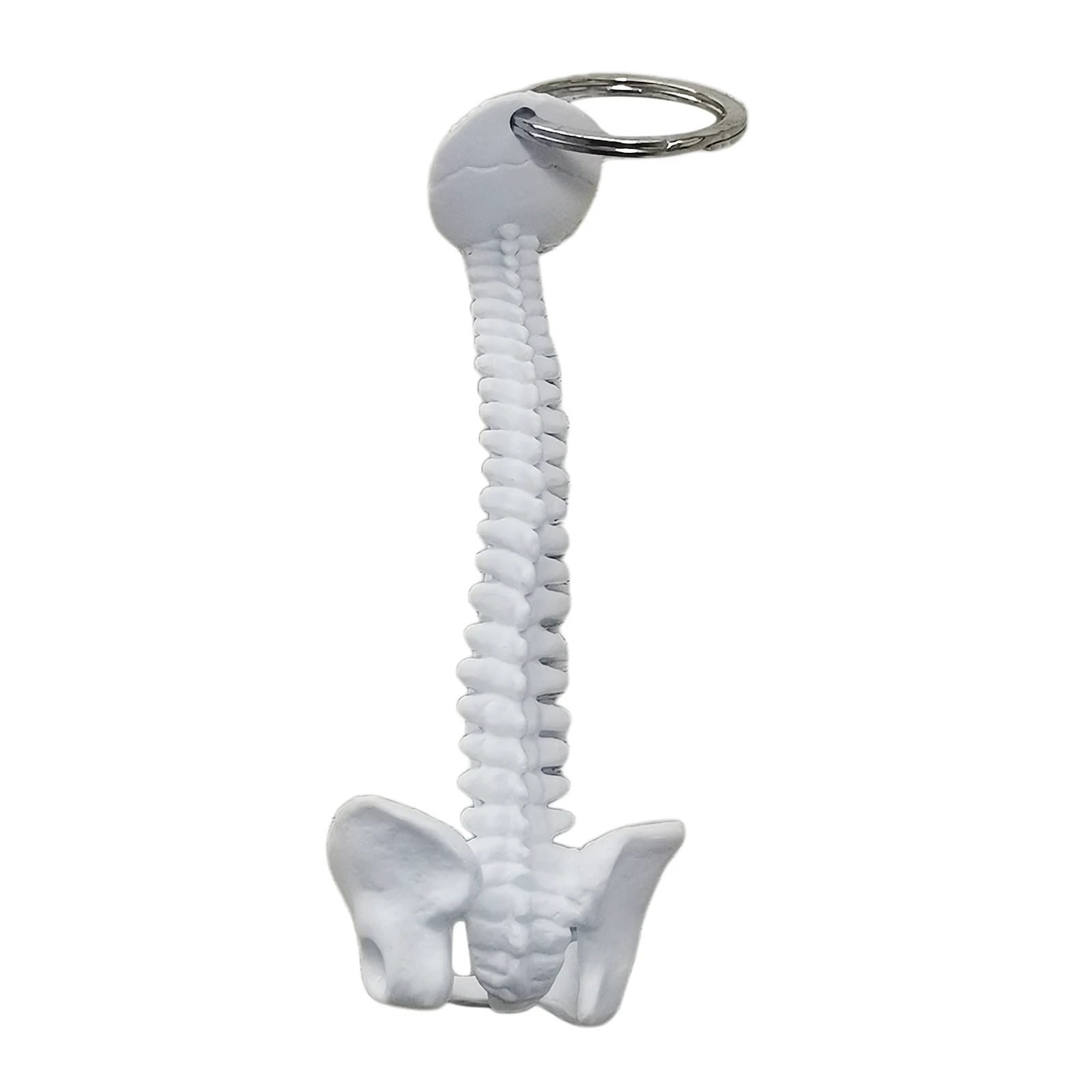 

Miniature Human Spine Skeleton Model Keychain School Learning Tool Human Skeleton Foot and Ankle Joint Model Key Chain Key Ring