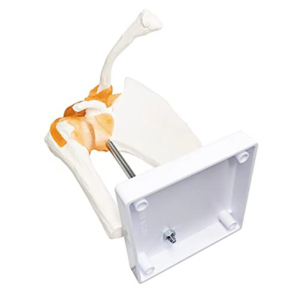 Anatomy Shoulder Joint Model Anatomy Skeleton, Human Shoulder Ligaments Anatomy for Doctor Office, Medicine
